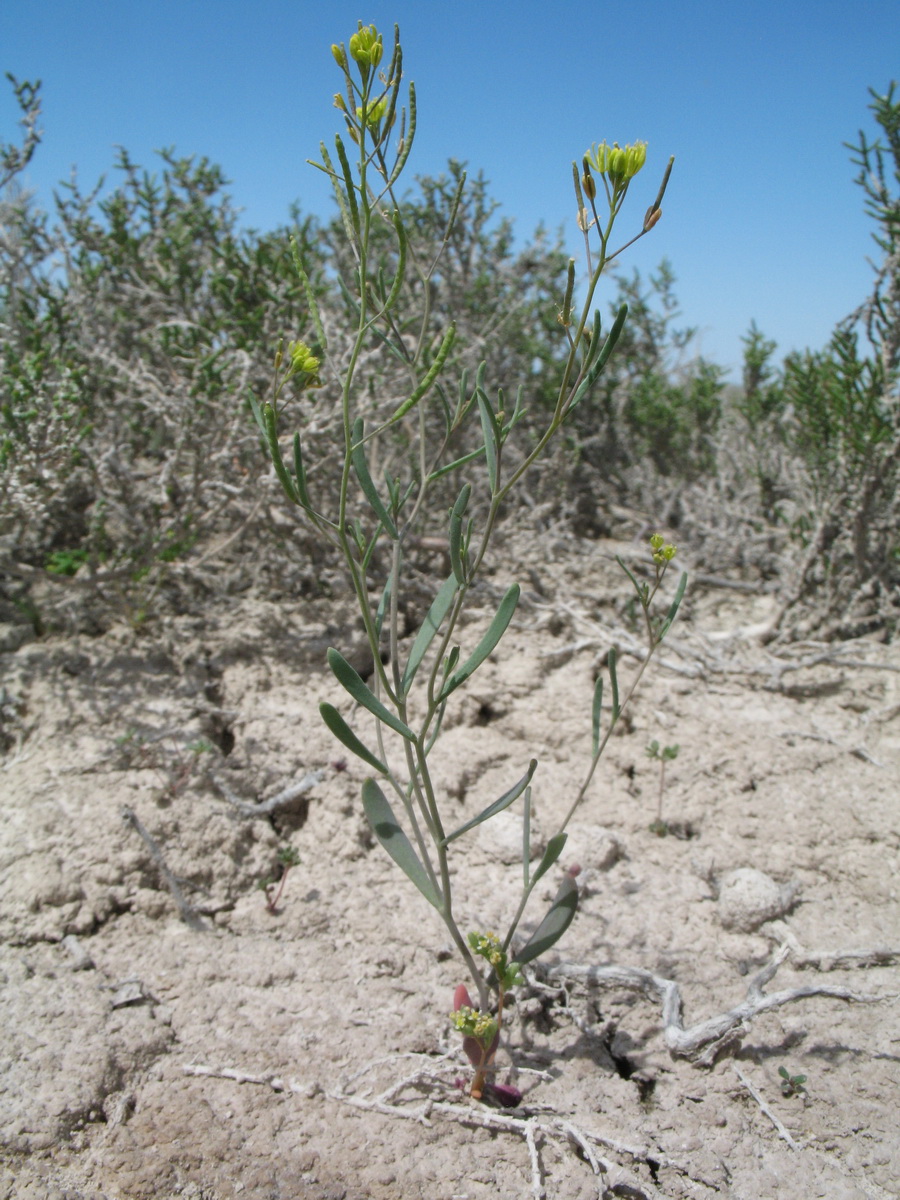 Изображение особи Arabidopsis parvula.