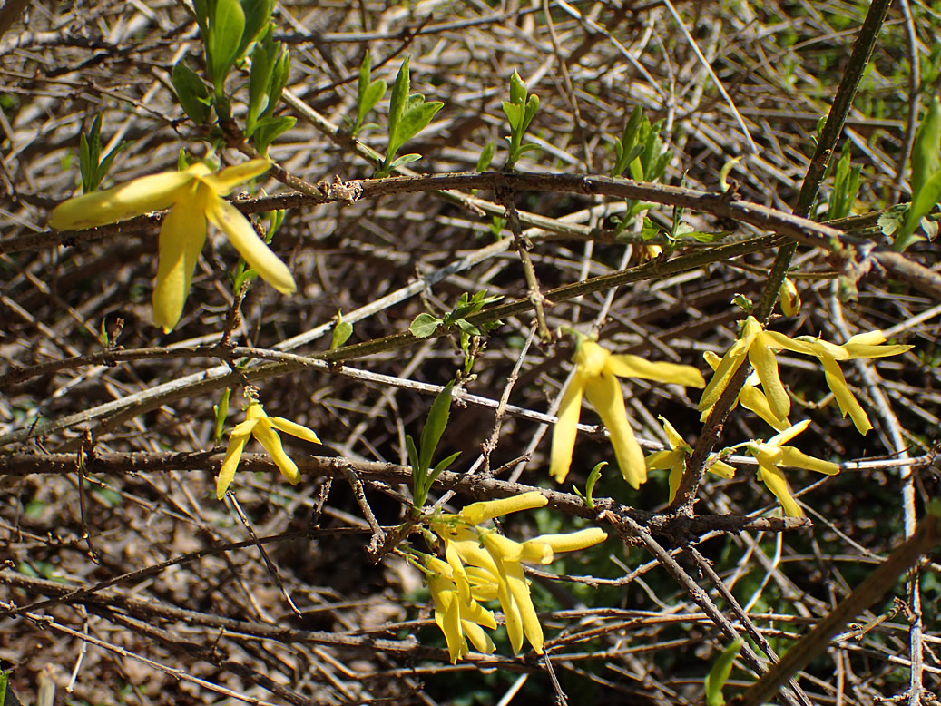 Изображение особи род Forsythia.