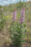 genus Dictamnus. Цветущие растения. Ростовская обл., Красносулинский р-н, окр. хут. Зайцевка, степь на скальных выступах правого берега р. Кундрючья. 28.05.2017.