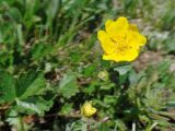 Potentilla gelida ssp. boreo-asiatica