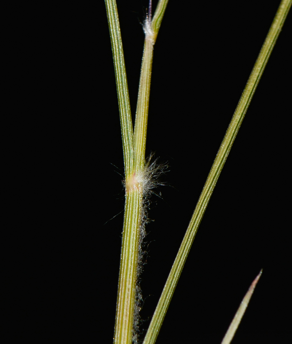 Изображение особи Stipagrostis plumosa.