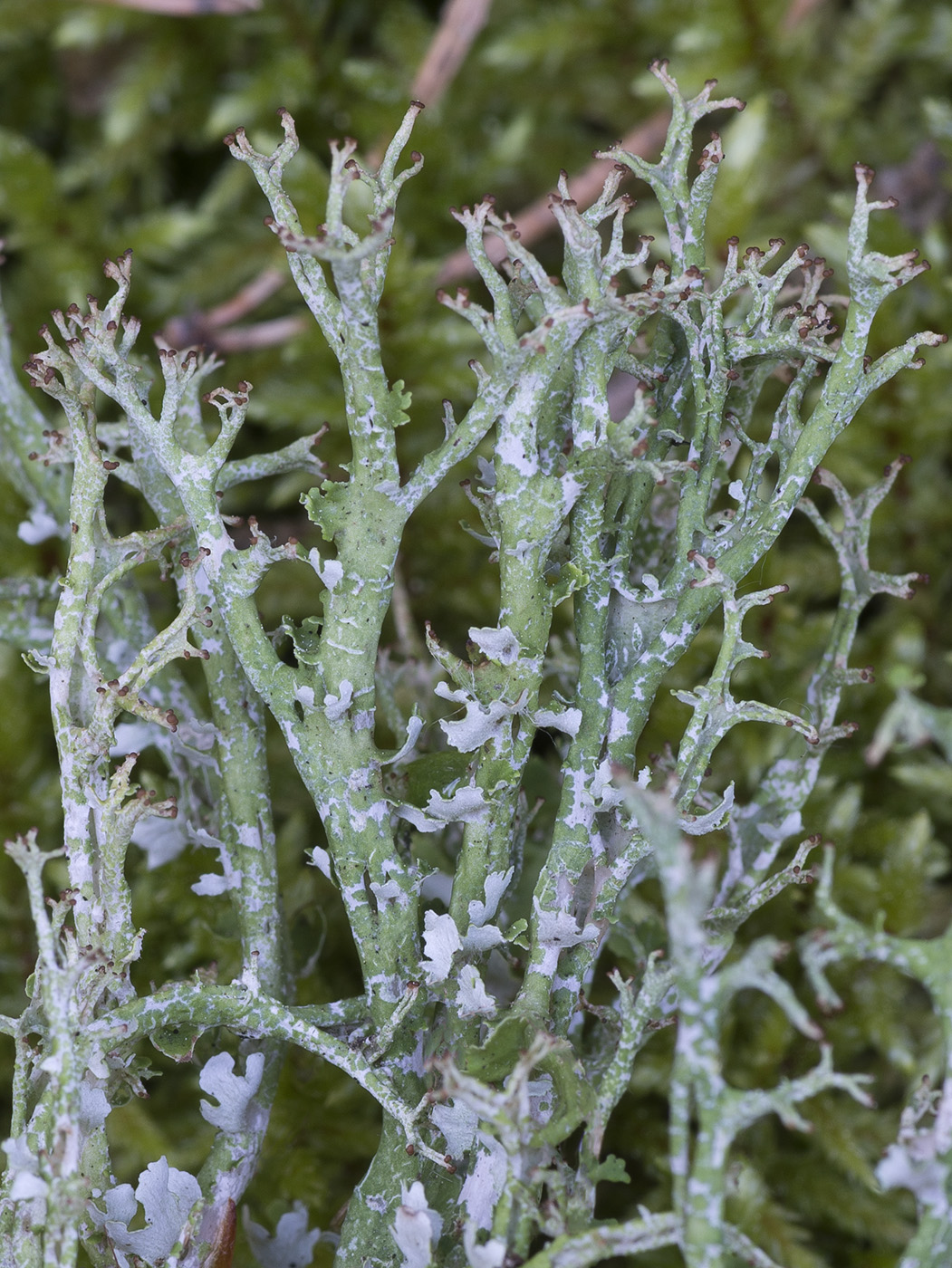 Изображение особи Cladonia furcata.