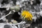 Centaurea cineraria