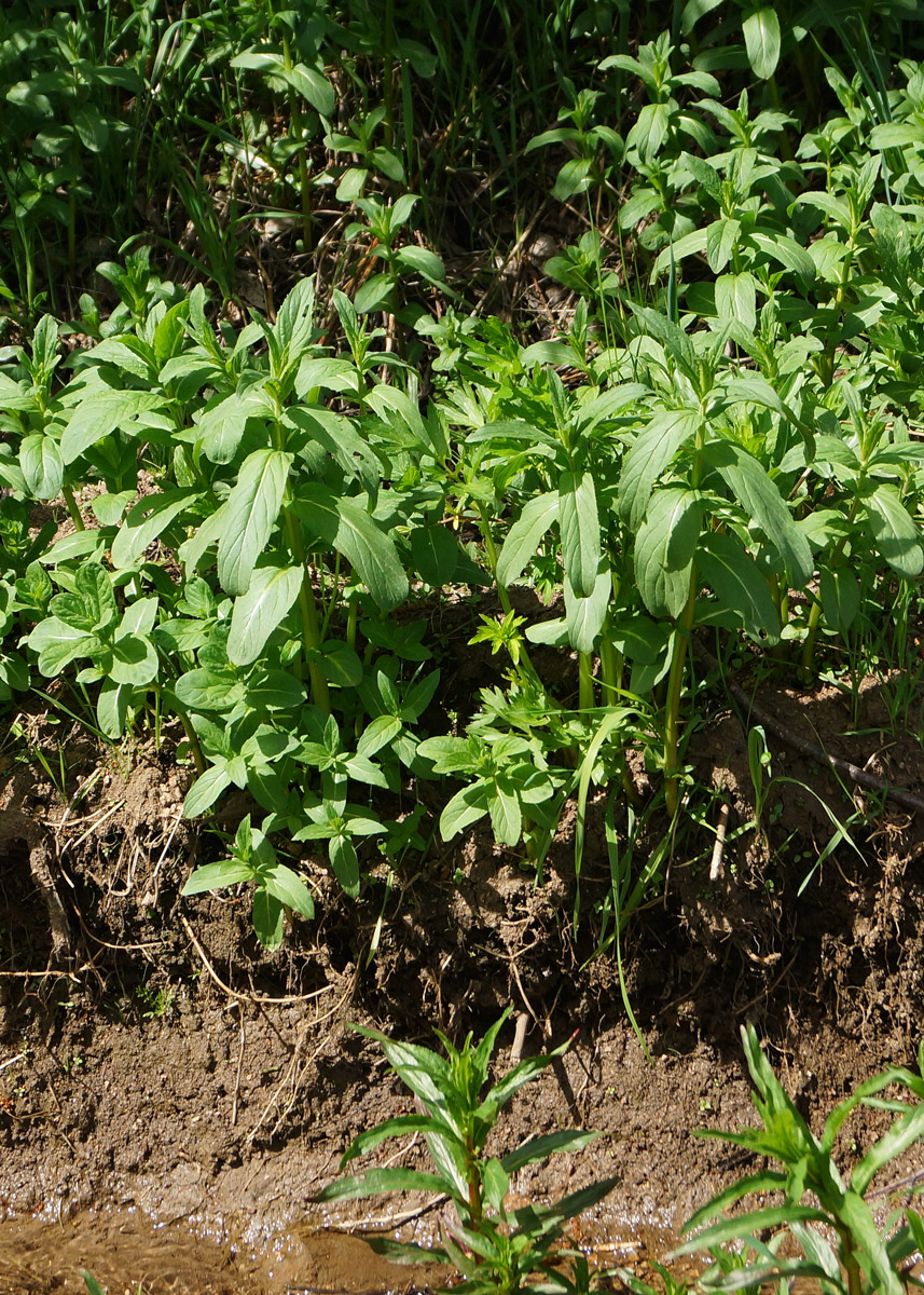 Image of Mentha asiatica specimen.