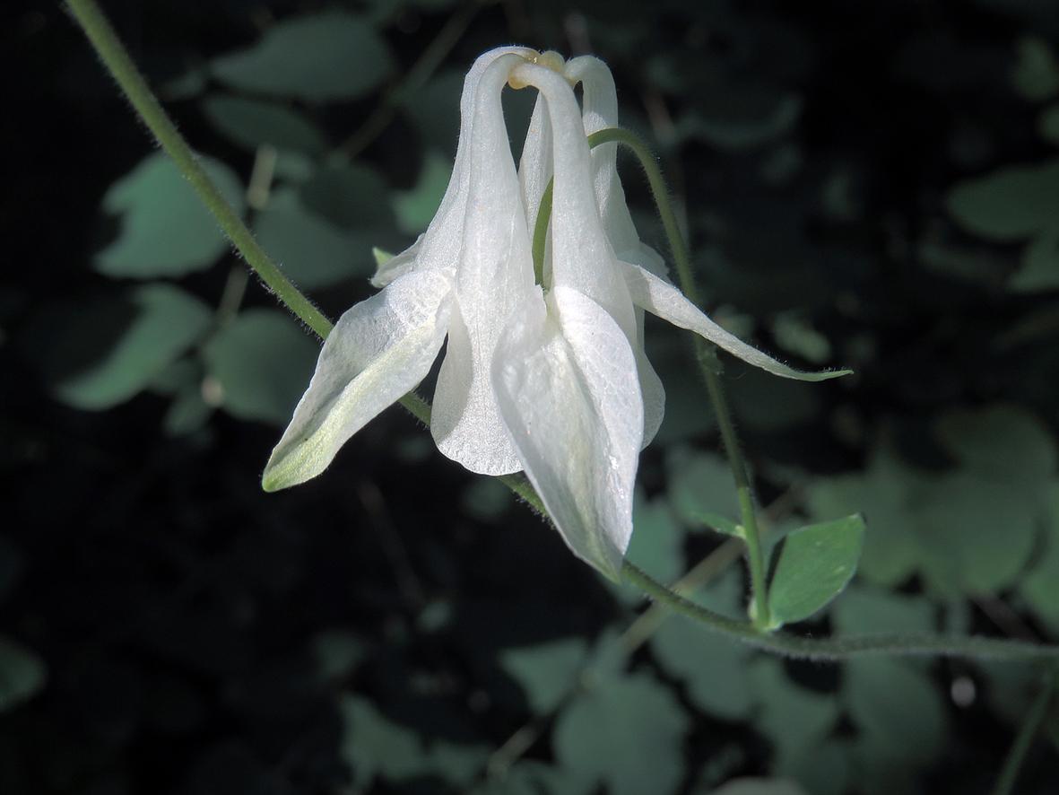 Image of Aquilegia vulgaris specimen.