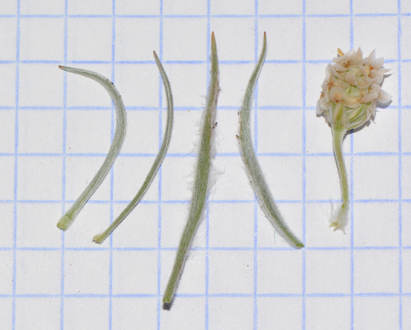 Image of Plantago ovata specimen.