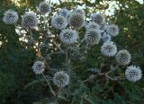 Echinops sphaerocephalus