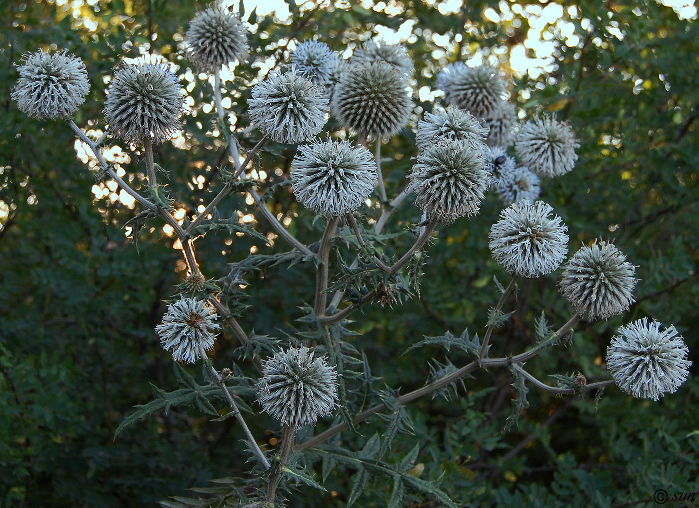 Image of Echinops sphaerocephalus specimen.