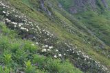 Rhododendron caucasicum