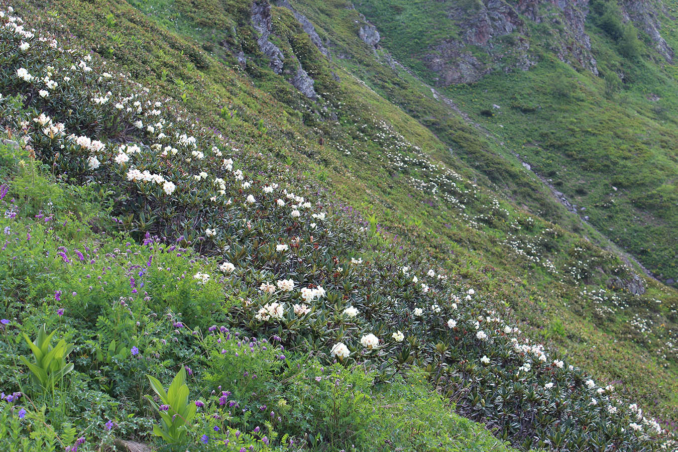 Image of Rhododendron caucasicum specimen.