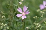 Malva thuringiaca