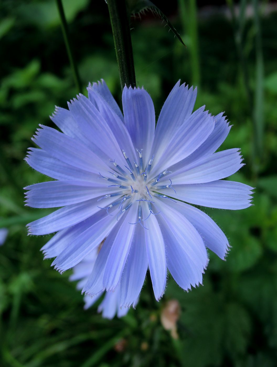 Image of Cichorium intybus specimen.