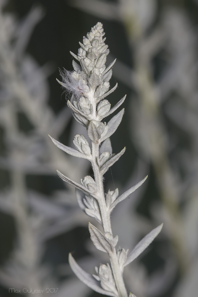 Image of Artemisia ludoviciana specimen.