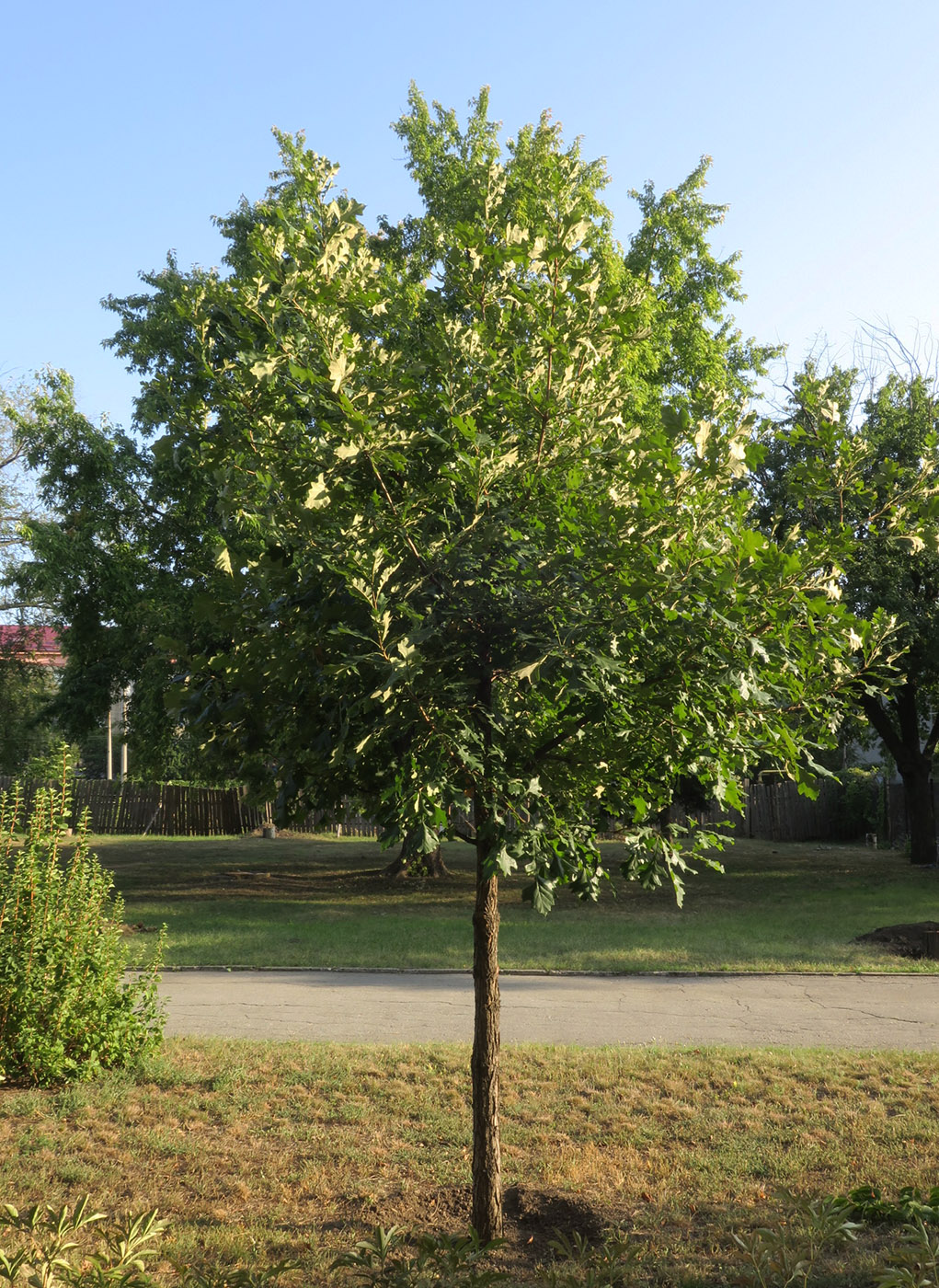 Image of Quercus macrocarpa specimen.