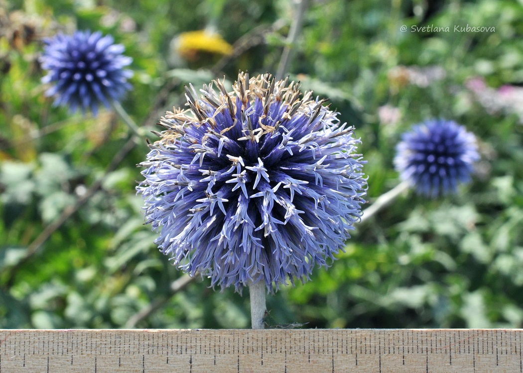 Изображение особи Echinops bannaticus.