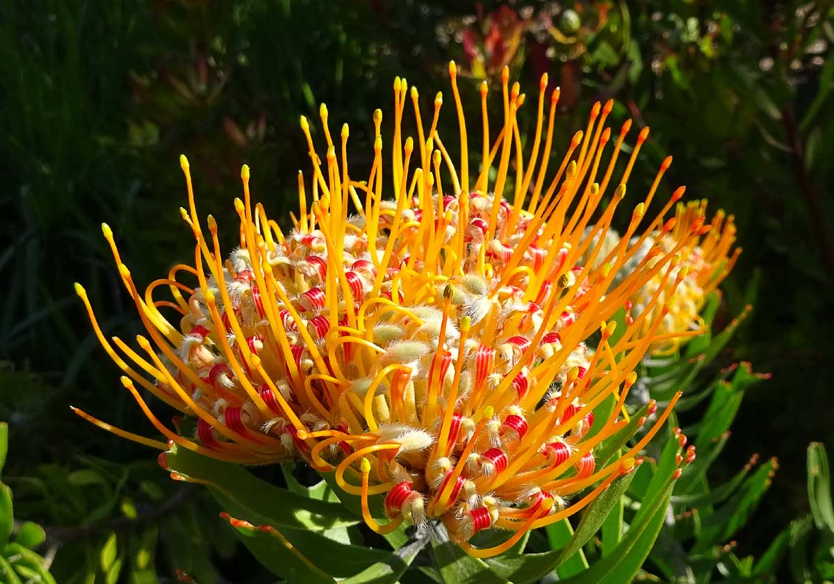 Изображение особи Leucospermum cuneiforme.