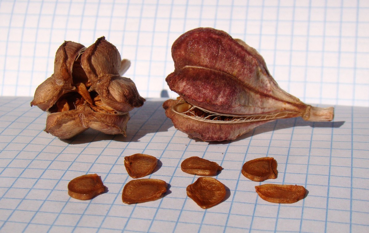 Image of Lilium candidum specimen.