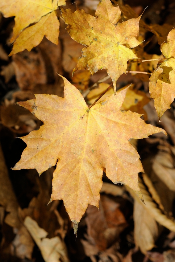 Image of Acer mono specimen.