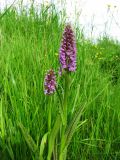 Dactylorhiza baltica. Цветущее растение. Московская обл., Одинцовский р-н, окр. г. Кубинка, луг на берегу пруда. 14.06.2016.