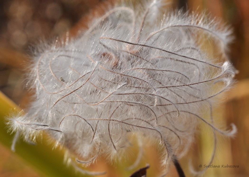 Image of Clematis integrifolia specimen.