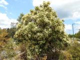 Grevillea baileyana. Цветущее растение. Австралия, г. Брисбен, ботанический сад. 05.11.2017.