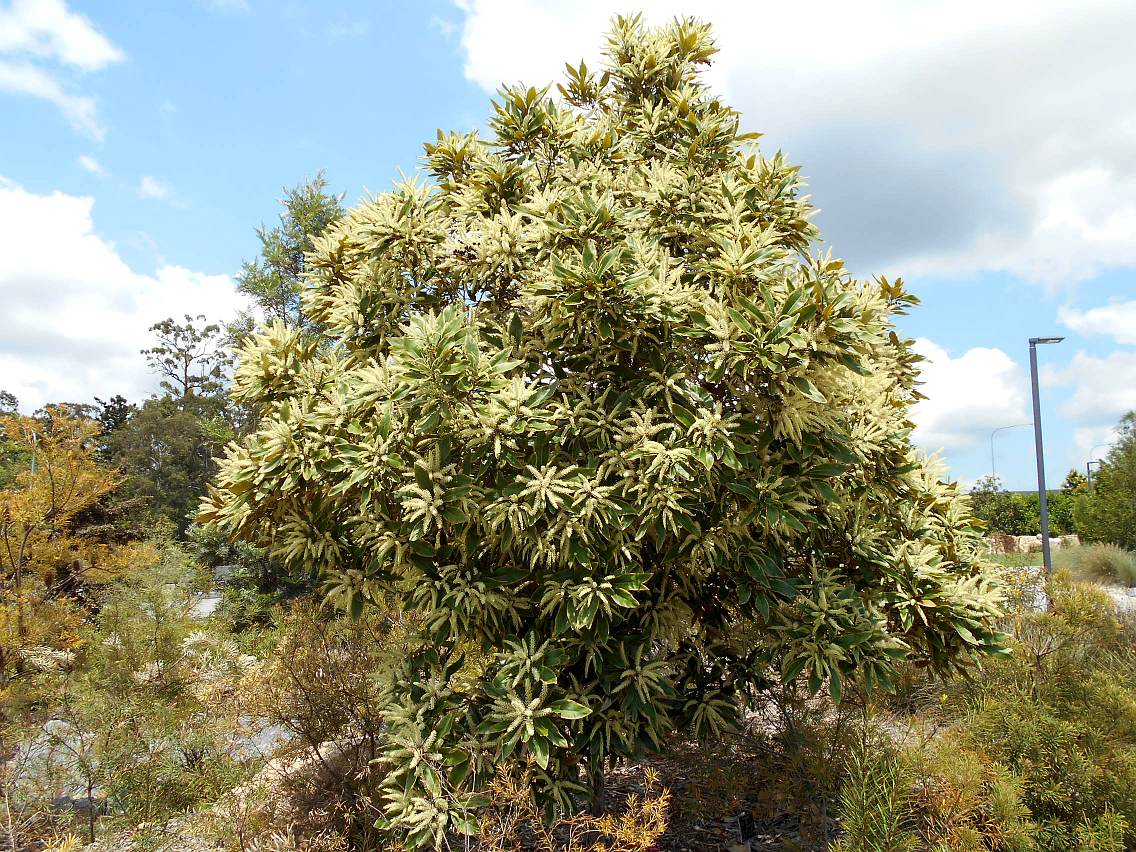 Image of Grevillea baileyana specimen.