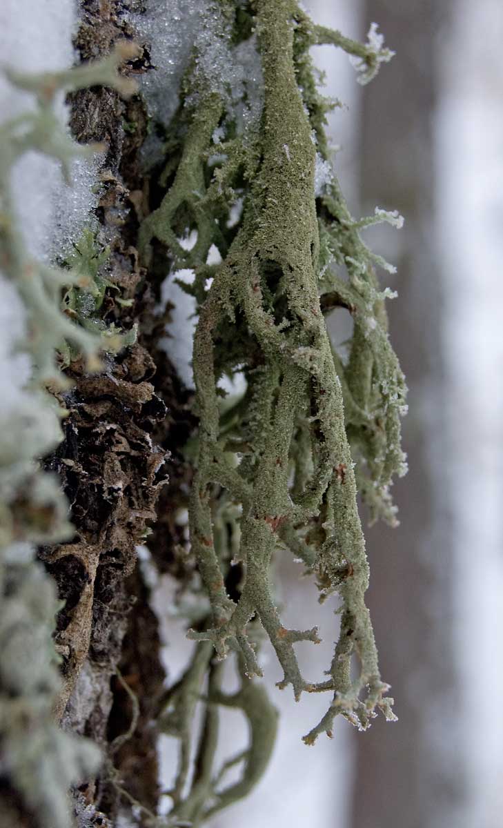 Image of Pseudevernia furfuracea specimen.