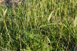 Carex подвид quasivaginata