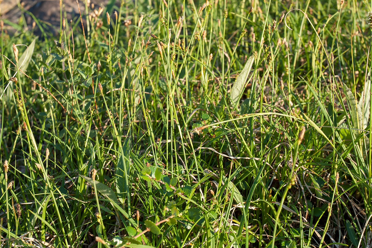 Изображение особи Carex vaginata ssp. quasivaginata.