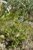 genus Hieracium. Нижняя часть цветущего растения. Мурманская обл., Кольский р-н, побережье Подпахтинской губы, приморский луг. 01.08.2017.