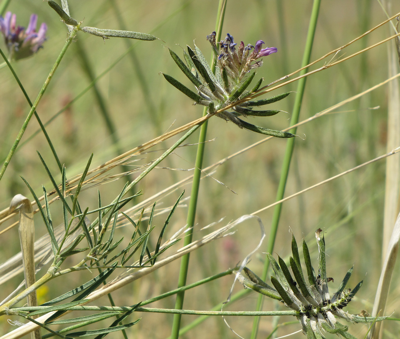 Изображение особи Astragalus arbuscula.