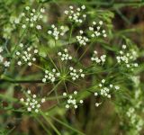 Falcaria vulgaris