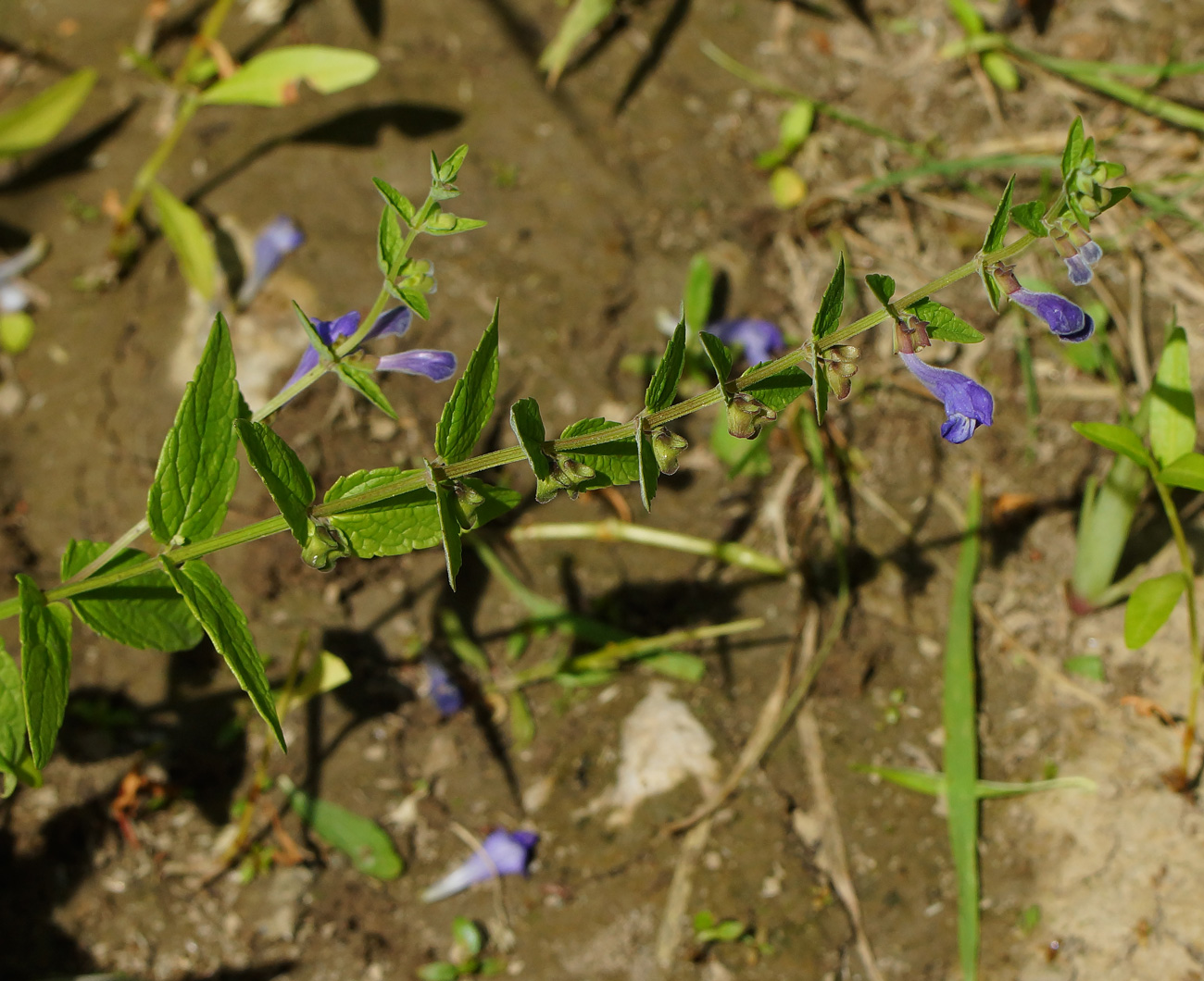 Image of Scutellaria galericulata specimen.