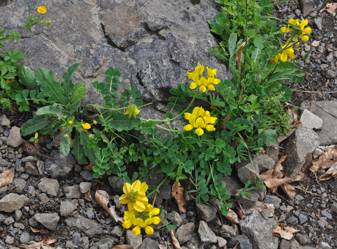 Image of Coronilla coronata specimen.