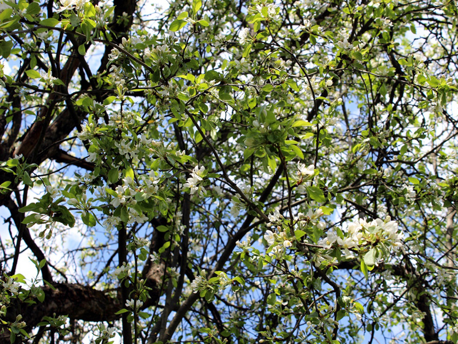 Изображение особи Malus prunifolia.