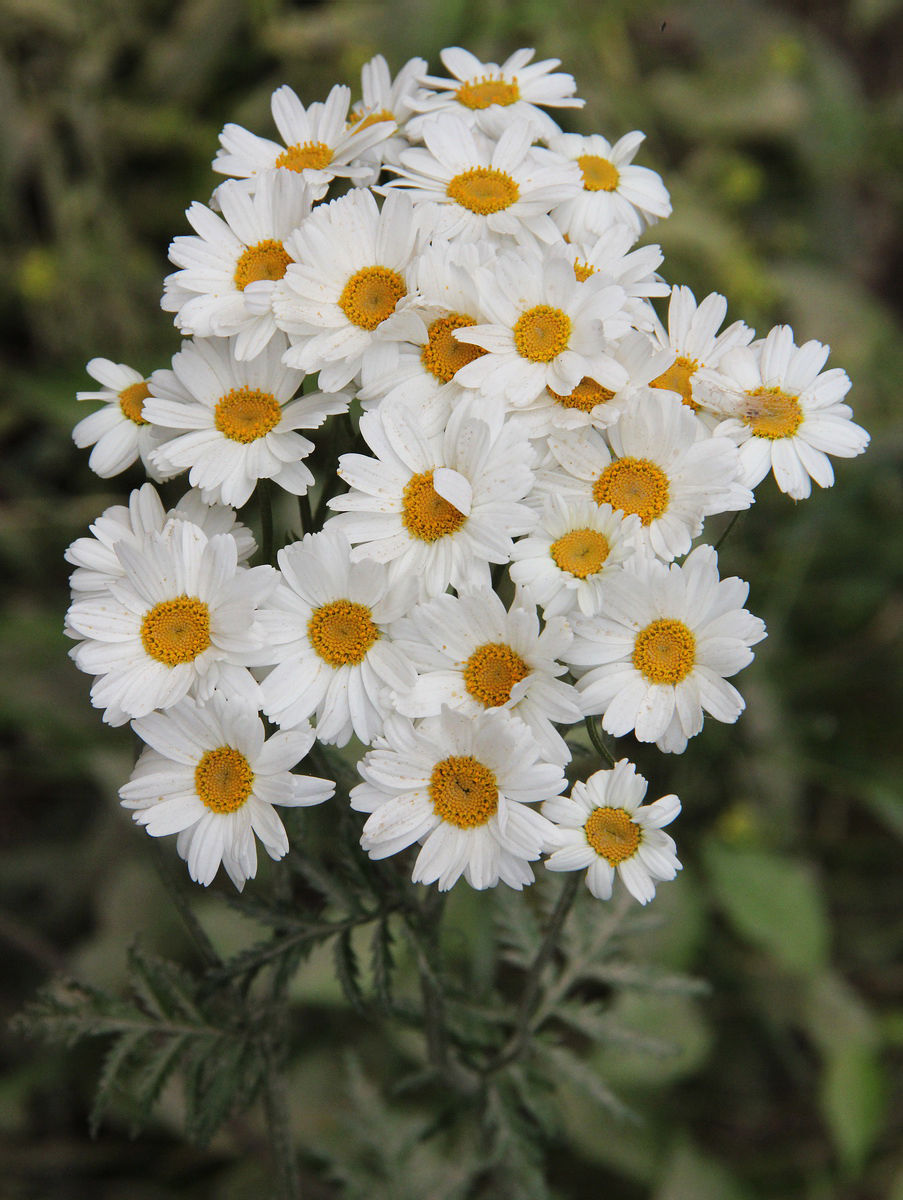 Изображение особи Pyrethrum corymbosum.