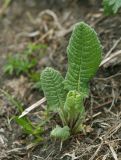 Primula elatior