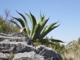 Agave salmiana