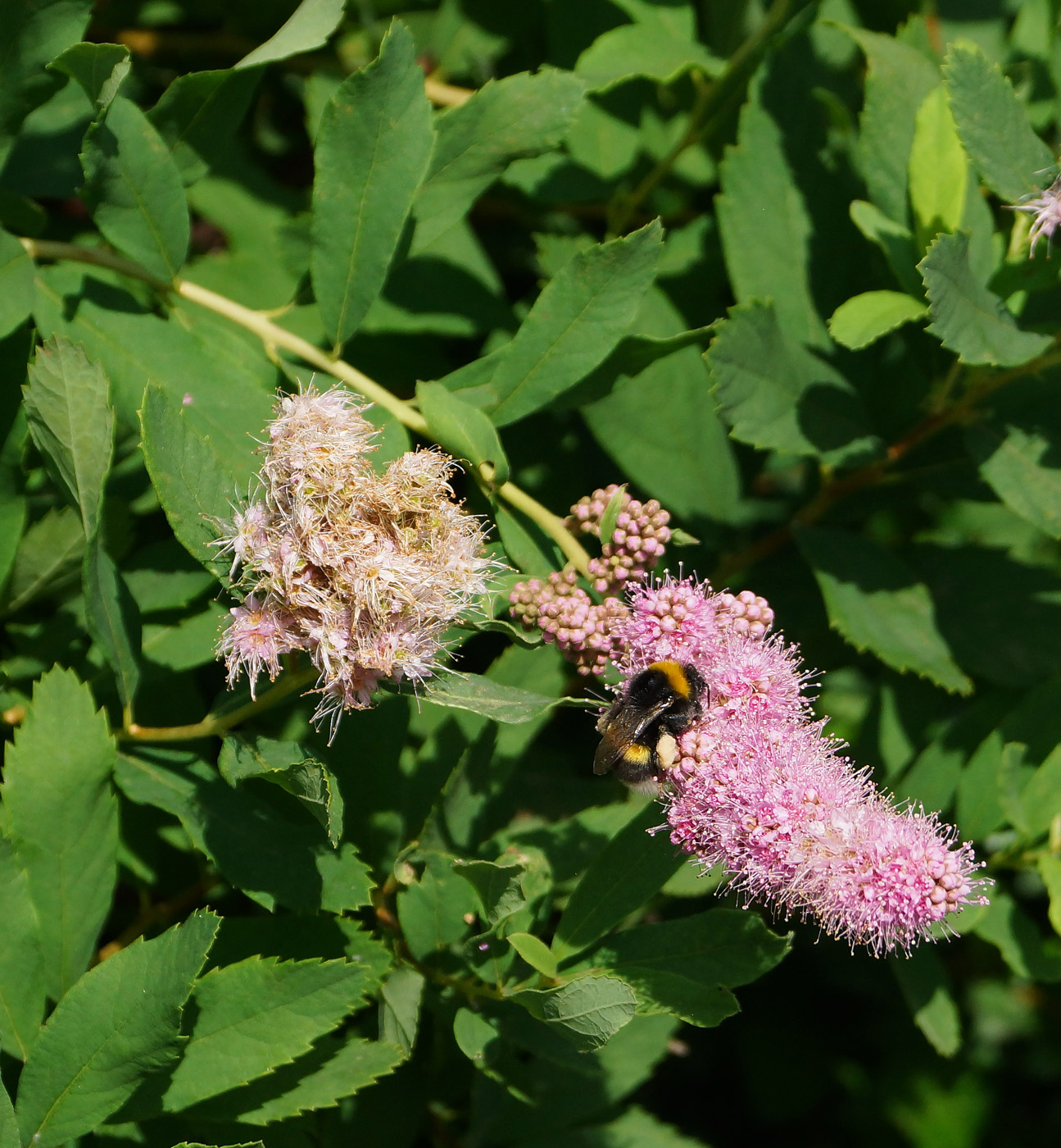 Image of Spiraea &times; billardii specimen.