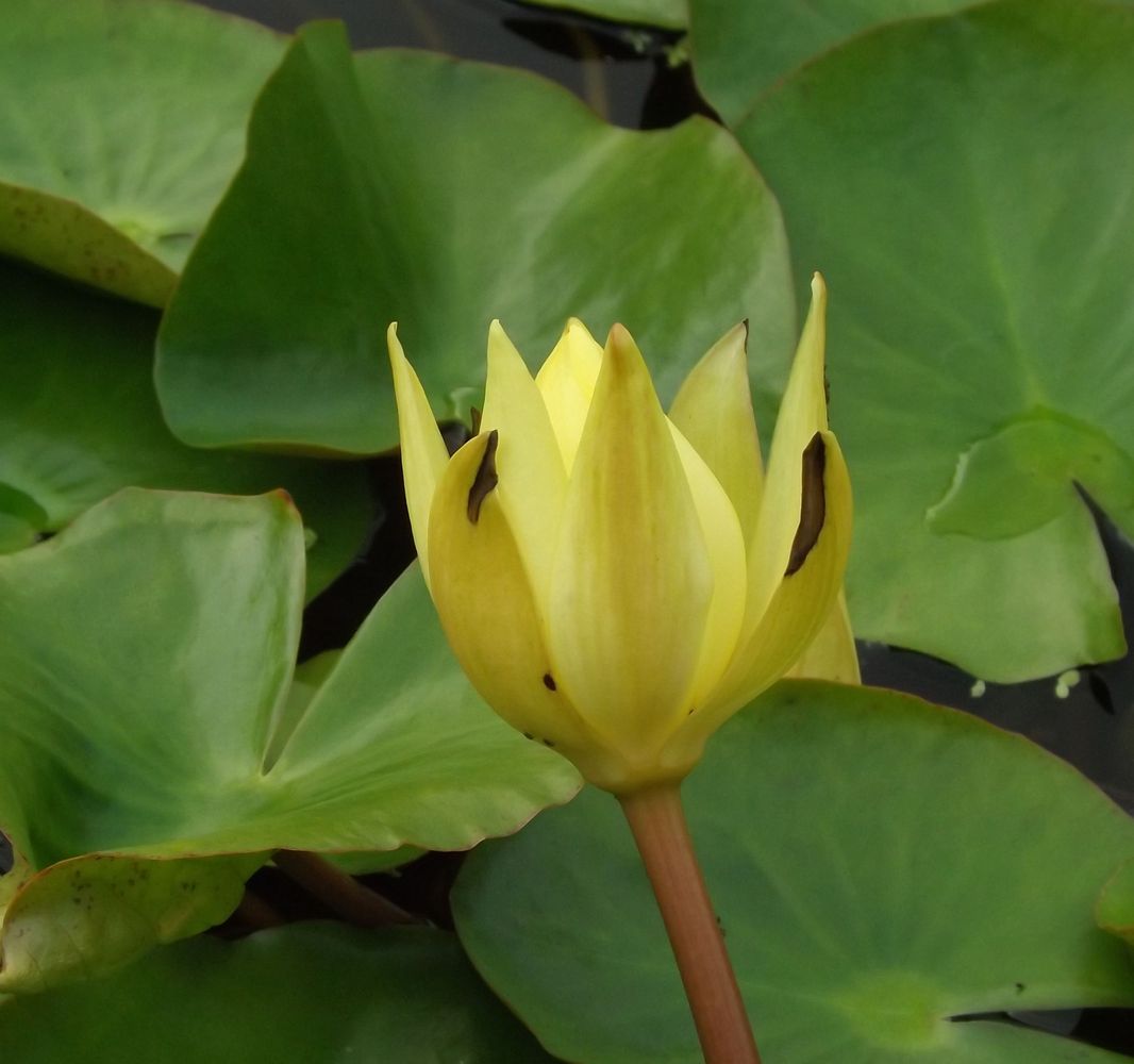 Image of Nymphaea mexicana specimen.