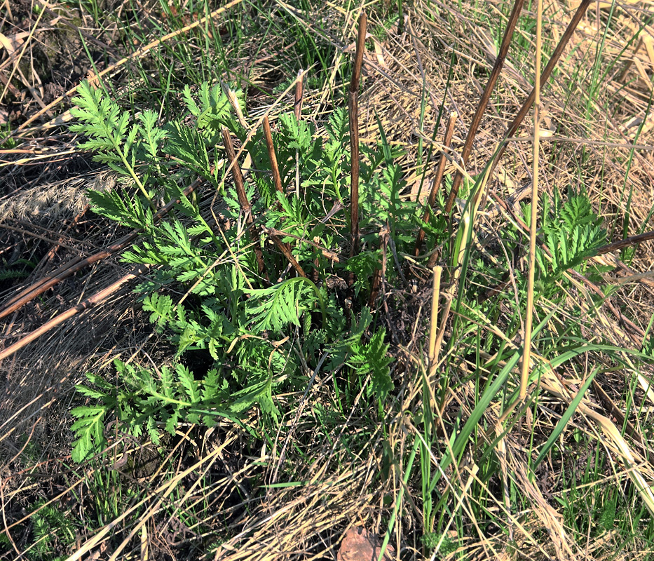 Изображение особи Tanacetum vulgare.