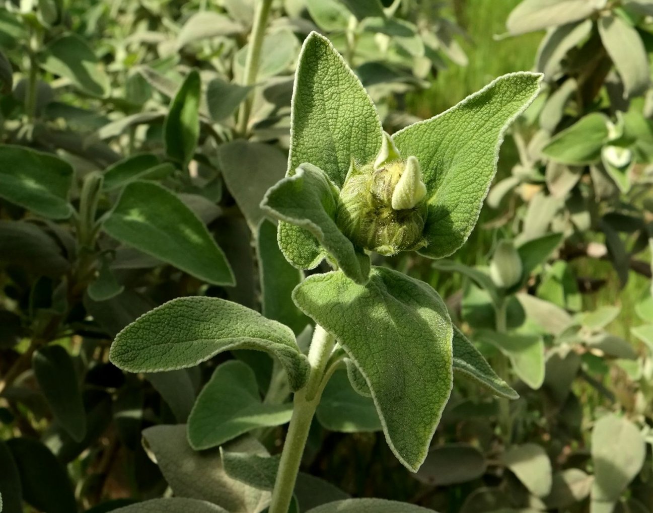 Изображение особи Phlomis fruticosa.