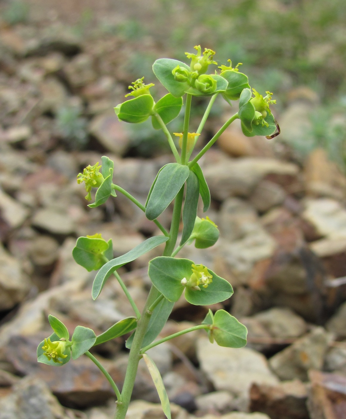 Изображение особи род Euphorbia.