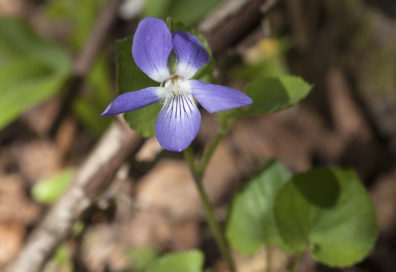 Image of Viola riviniana specimen.