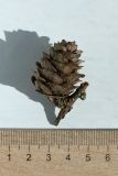 Larix sukaczewii