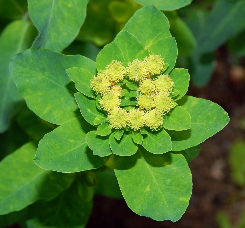 Image of Euphorbia lingulata specimen.