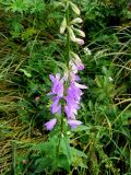 Campanula bononiensis