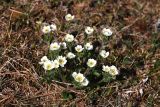 Anemonastrum sibiricum