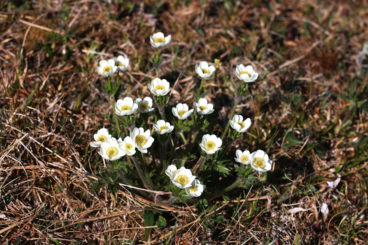 Изображение особи Anemonastrum sibiricum.