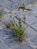 Juncus compressus. Плодоносящее растение. Пермский край, Свердловский р-н, площадка мощённая плиткой у административного здания. 30.06.2018.